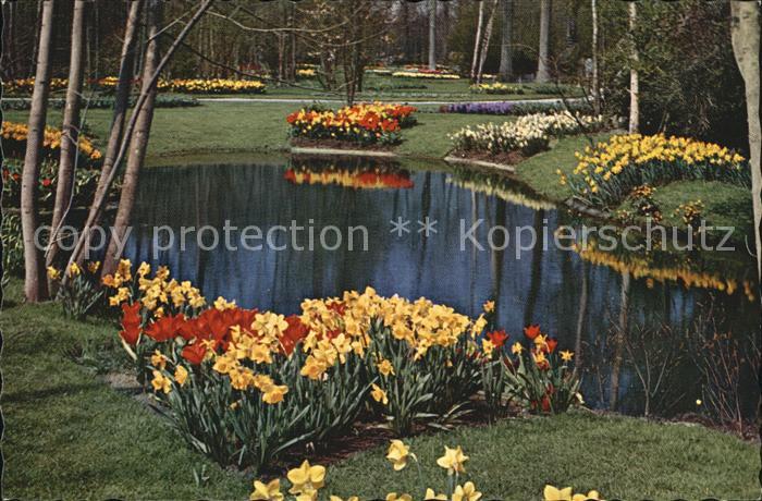 Lisse Keukenhof Park Osterglocken am Teich