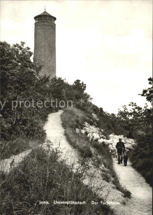 Jena mit Fuchsturm Schafherde