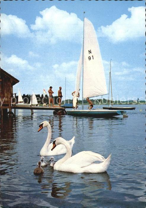 Attersee Schwaene und Segelboote
