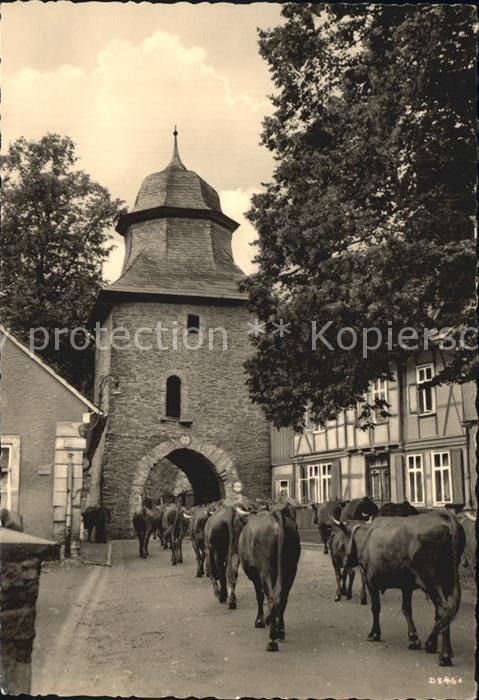 Stolberg Harz Rittertor mit Kuhherde