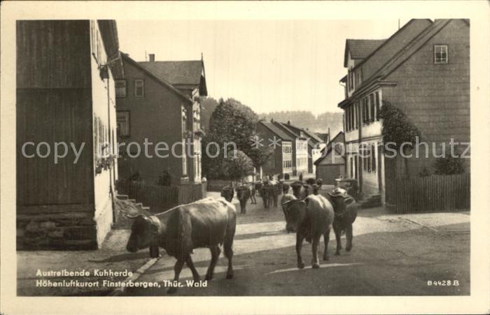Finsterbergen Kuhherde auf der Strasse
