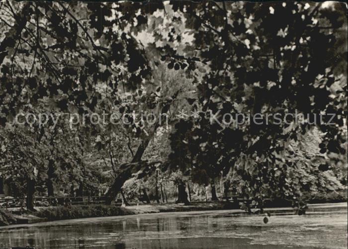 Mittweida Schwanenteich