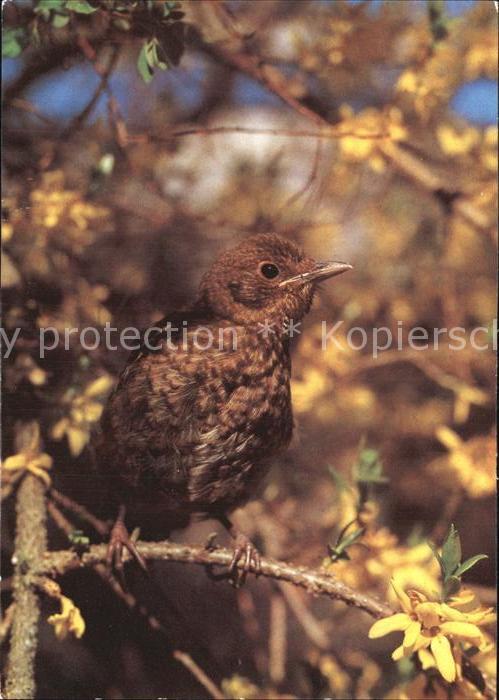 Voegel Birds Oiseaux Uccelli Pajaros--