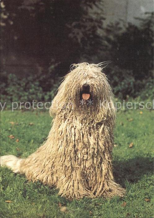 Hunde Komondor