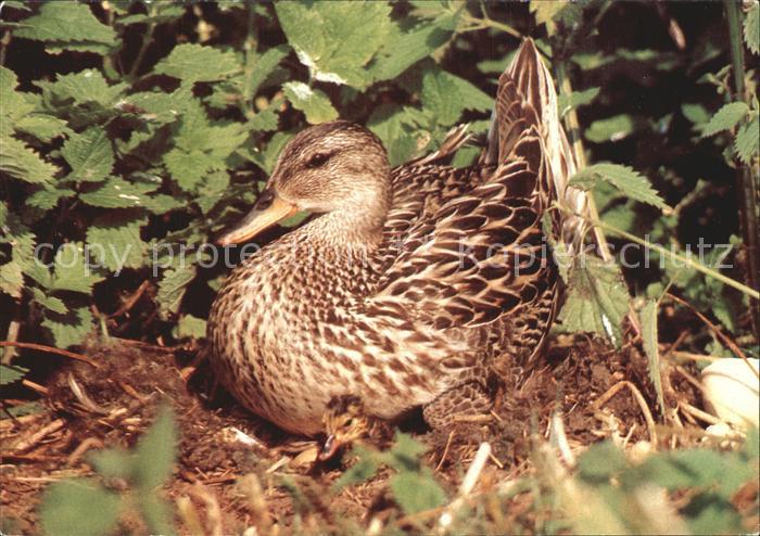 Enten Mittelente mit Kueken