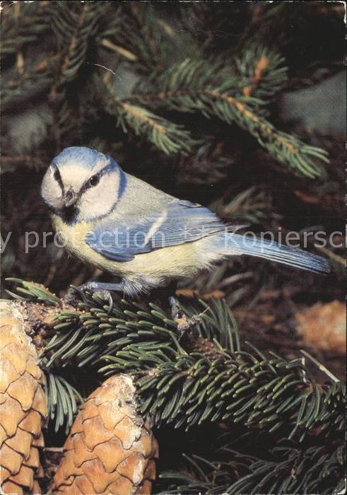 Voegel Birds Oiseaux Uccelli Pajaros-- Blaumeise