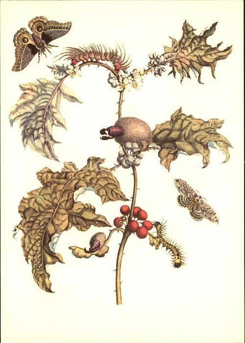 Insekten Kuenstlerkarte Maria Sibylla Merian Maccai Buschauge Metamorphosis Inse