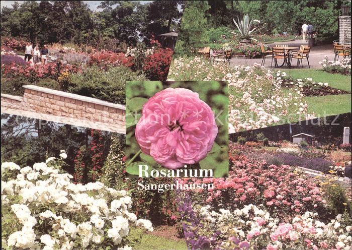 Rosen Rosarium Sangerhausen Rosenpavillon