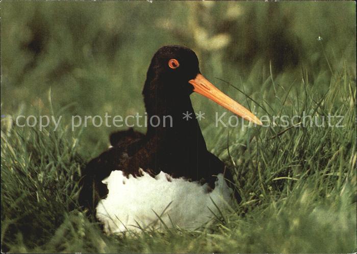 Voegel Birds Oiseaux Uccelli Pajaros-- Austernfischer