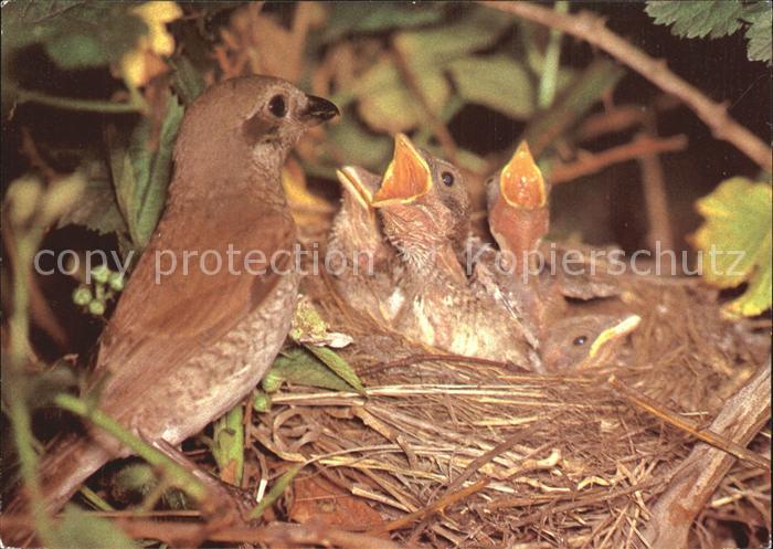 Voegel Birds Oiseaux Uccelli Pajaros-- Rotrueckenwuerger