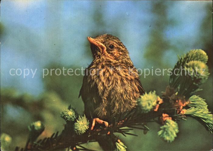 Voegel Birds Oiseaux Uccelli Pajaros-- Junge Heckenbraunelle