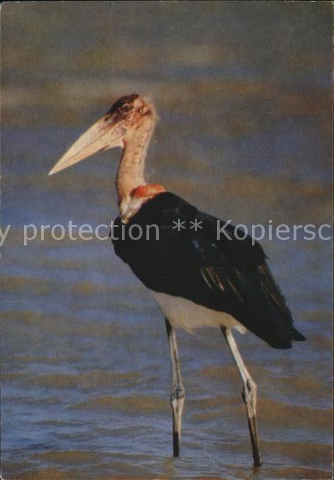 Voegel Birds Oiseaux Uccelli Pajaros-- Afrikanischer Marabu