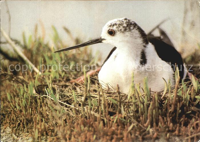 Voegel Birds Oiseaux Uccelli Pajaros-- Bruetender Stelzenlaeufer