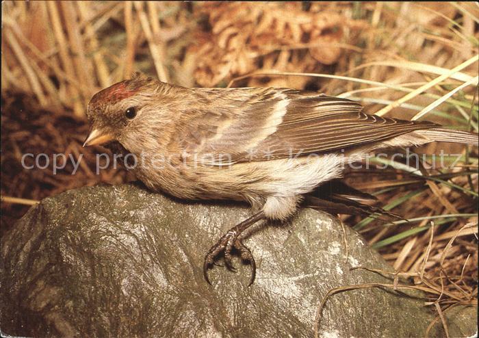 Voegel Birds Oiseaux Uccelli Pajaros-- Birkenzeisig