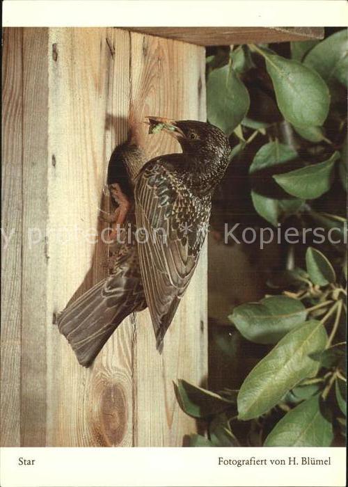 Voegel Birds Oiseaux Uccelli Pajaros-- Star