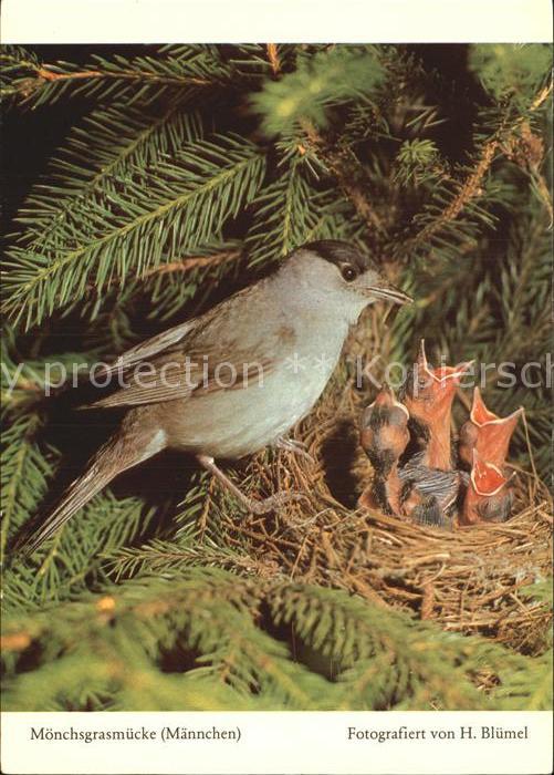 Voegel Birds Oiseaux Uccelli Pajaros-- Moenchsgrasmuecke