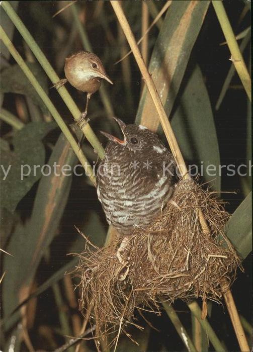 Voegel Birds Oiseaux Uccelli Pajaros--