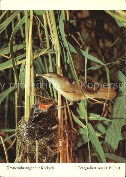 Voegel Birds Oiseaux Uccelli Pajaros-- Drosselrohrsaenger Kuckuck