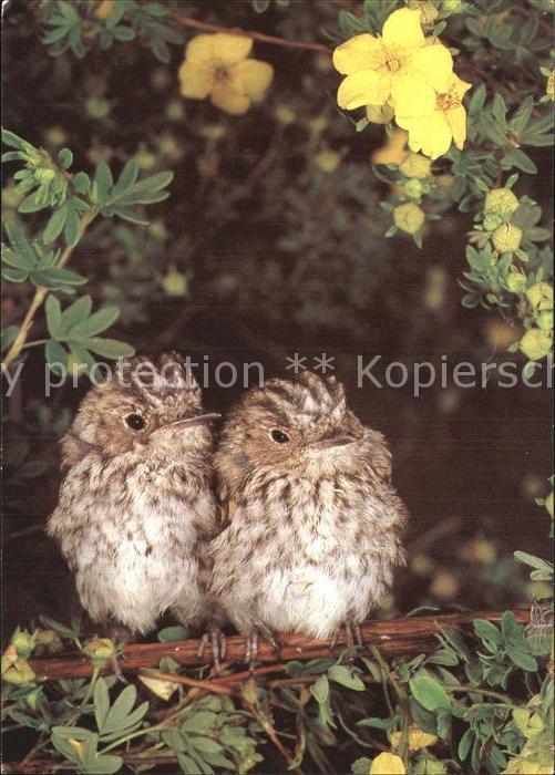 Voegel Birds Oiseaux Uccelli Pajaros--