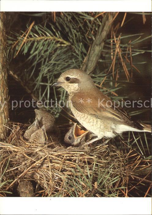 Voegel Birds Oiseaux Uccelli Pajaros-- Rotrueckenwuerger