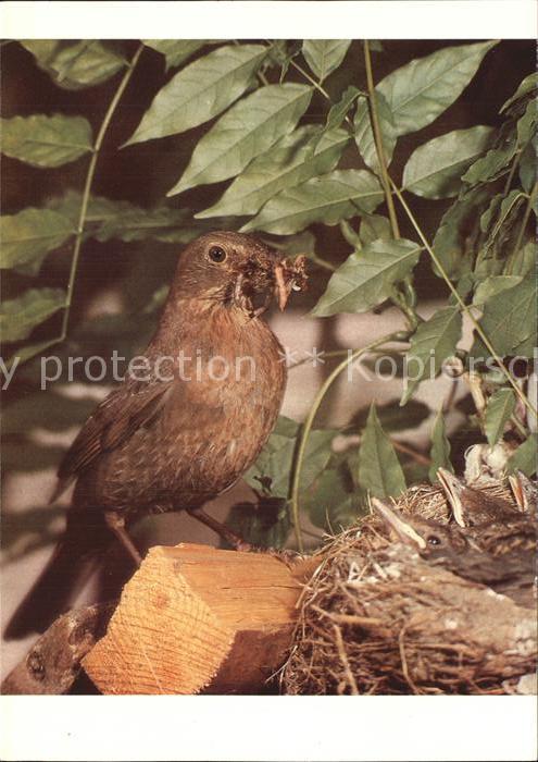 Voegel Birds Oiseaux Uccelli Pajaros-- Amsel
