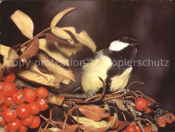 Voegel Birds Oiseaux Uccelli Pajaros--