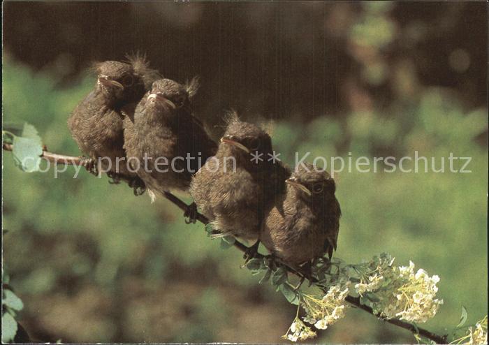 Voegel Birds Oiseaux Uccelli Pajaros--