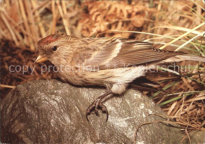 Voegel Birds Oiseaux Uccelli Pajaros--