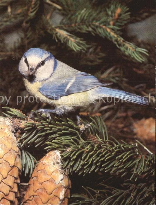 Voegel Birds Oiseaux Uccelli Pajaros-- Blaumeise