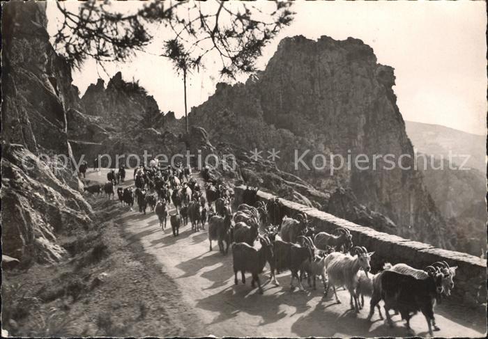Ziege Troupeau dans les Calanche de Piana