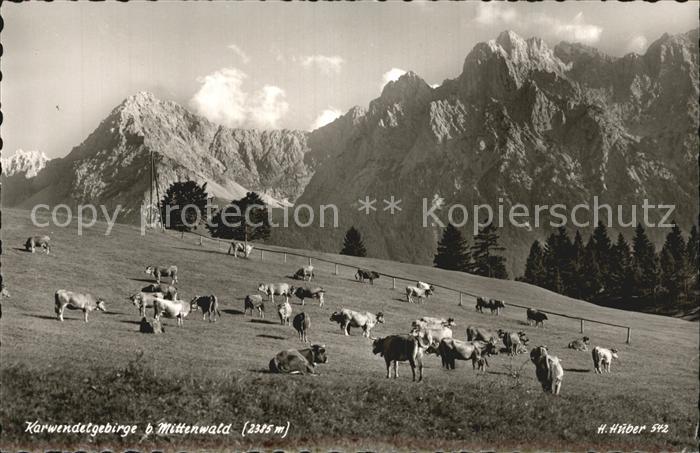 Mittenwald Karwendel Tirol Kuhwiese