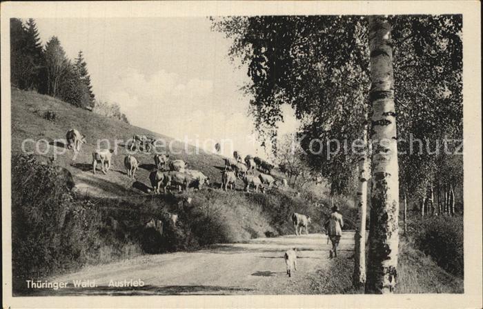 Thueringen Region Austrieb Kuehe
