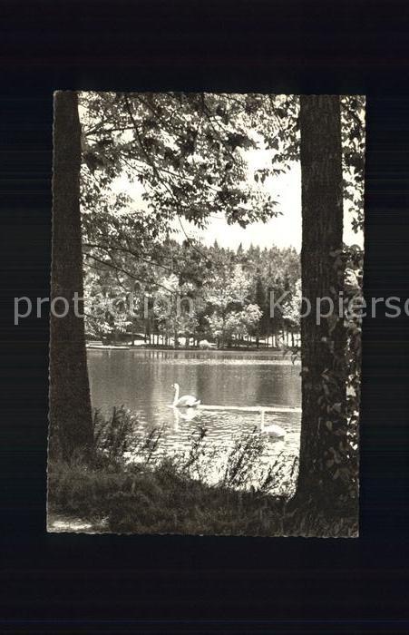 Bad Woerishofen Waldsee Schwaene