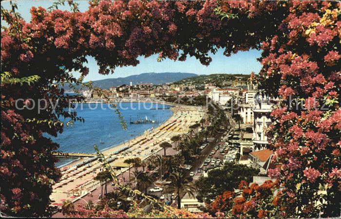 Cannes Alpes-Maritimes La Croisette et le Suquet Cote d Azur Fleurs