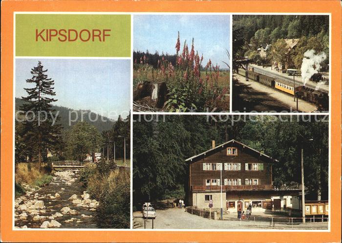 Kipsdorf Rote Weisseritz Digitalis Pflanzen Naturschutz Schmalspurbahn Bunte Tru