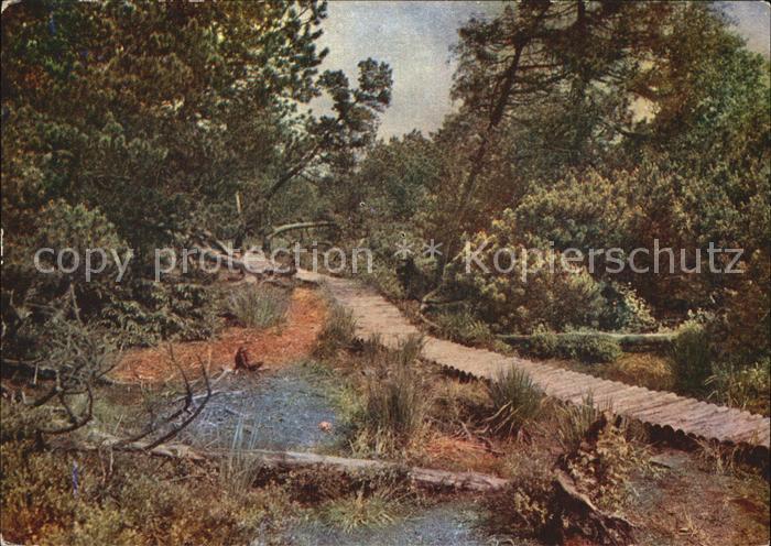 Georgenfeld Naturschutzgebiet Hochmoor