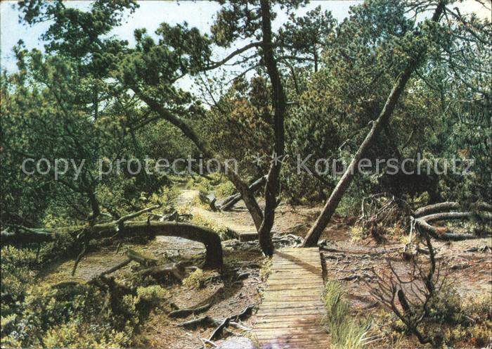 Georgenfeld Naturschutzgebiet Georgenfelder Hochmoor