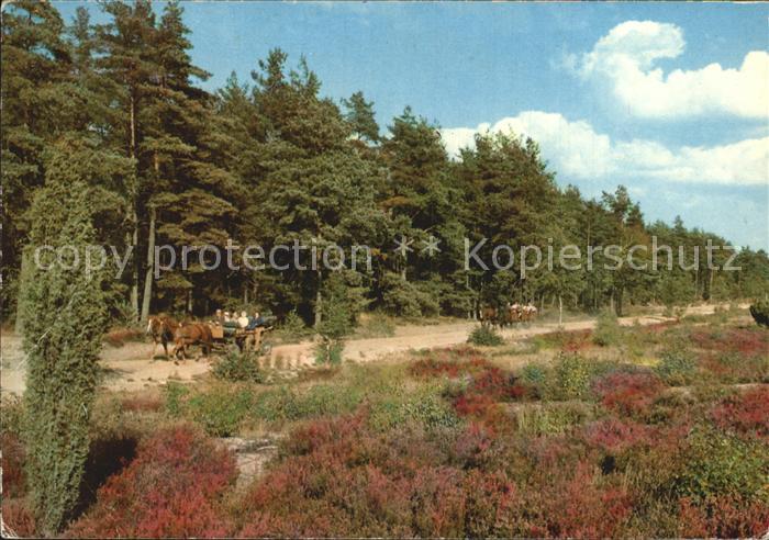 Lueneburger Heide Pferdekutsche Wald
