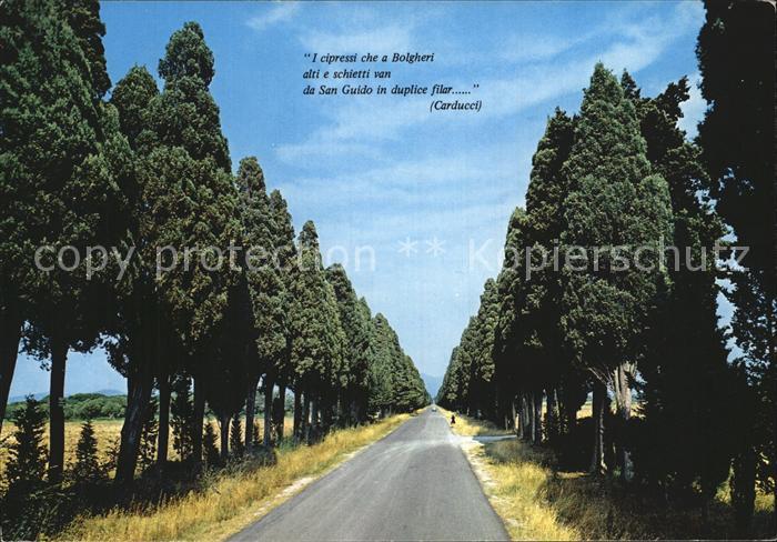 Bolgheri I Cipressi del Carducci Zypressen