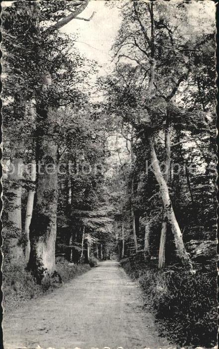 Fontainebleau Seine et Marne Foret La Route de la Tillaine