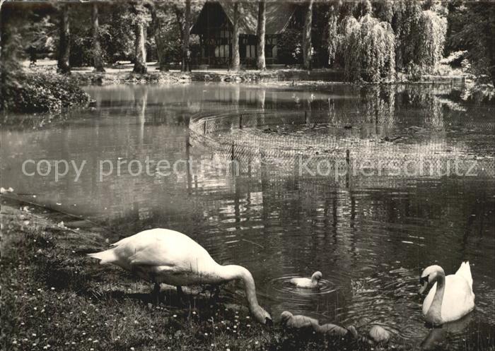 Vittel Park de l'Etablissement Thermal l'Etang et les Cygnes
