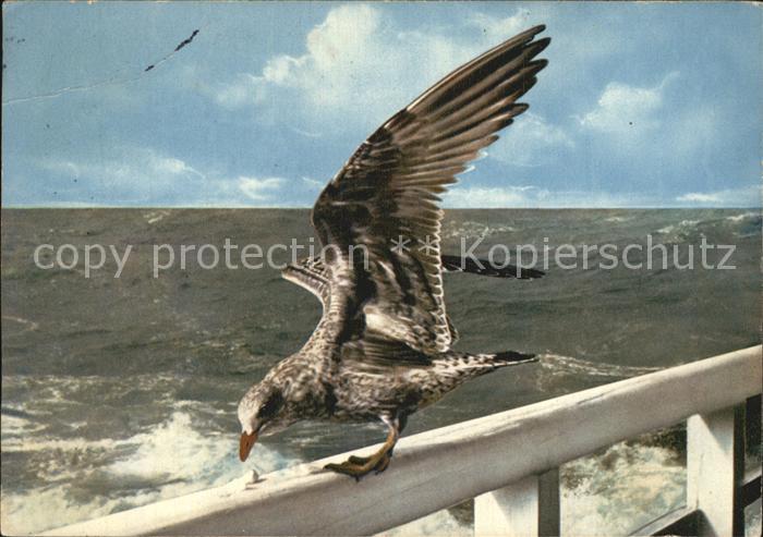 Norderney Nordseebad Junge Heringsmoewe