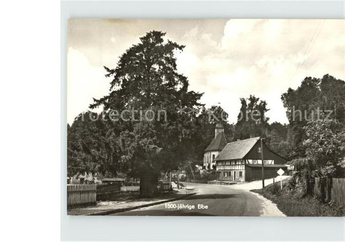 Lueckendorf 1500jaehrige Eibe Luftkurort Zittauer Gebirge