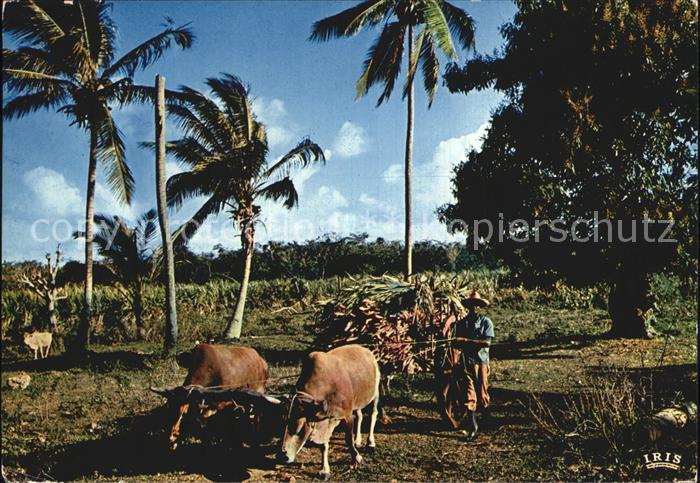Guadeloupe Charette de canne a sucre