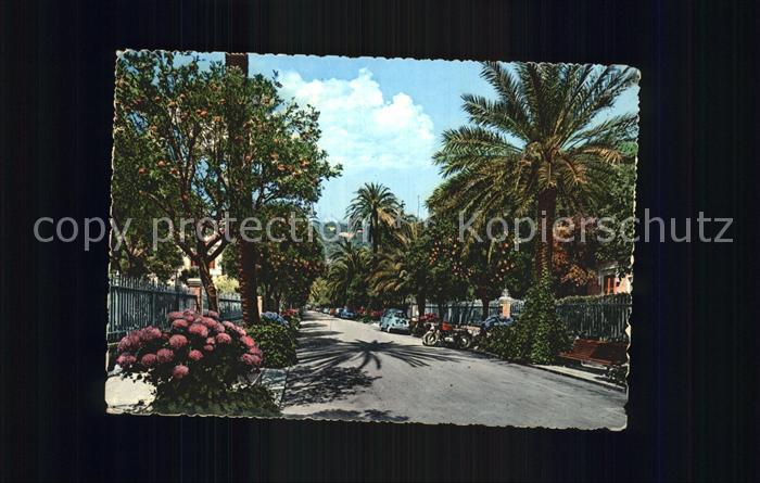Nervi Palmen Allee