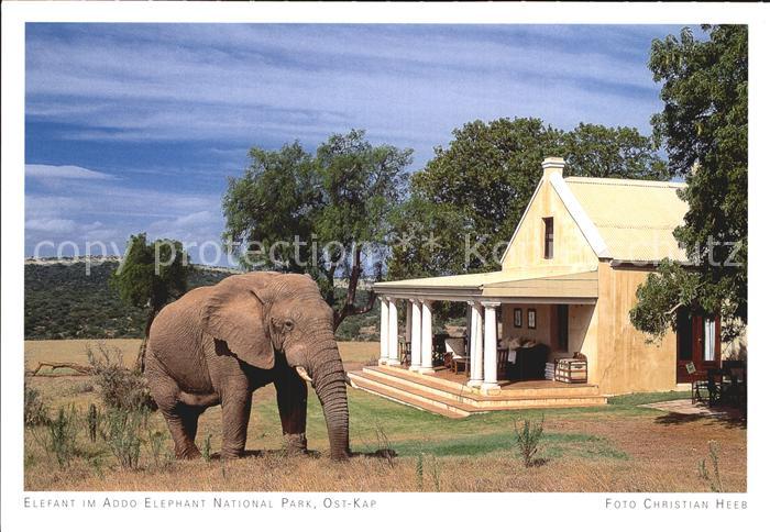Suedafrika Southafrica RSA Elefant Addo Elephant National Park
