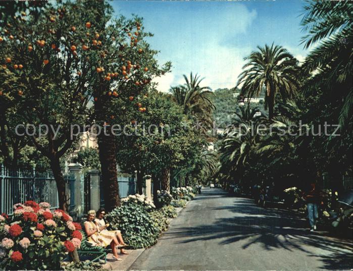 Nervi Allee Orangenbaeume Palmen