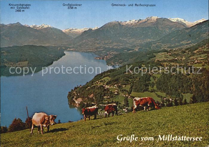 Millstaettersee Grossglockner Kuehe