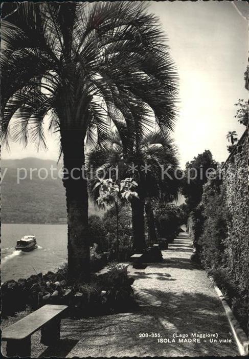 Isola Madre Lago Maggiore Un viale Lago Maggiore Palmen