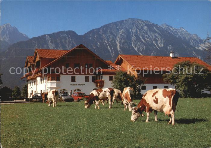 Pinswang Tirol Gasthof Schlurenhof Kuehe Alpen